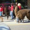 The Perryfest parade.